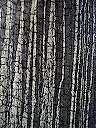 Rent 5 (Birch; detail)