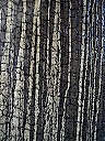 Rent 5 (Birch; detail)